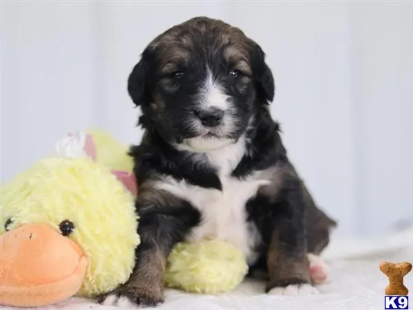 Bernedoodle puppy for sale