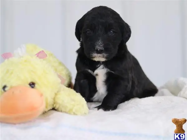 Bernedoodle puppy for sale