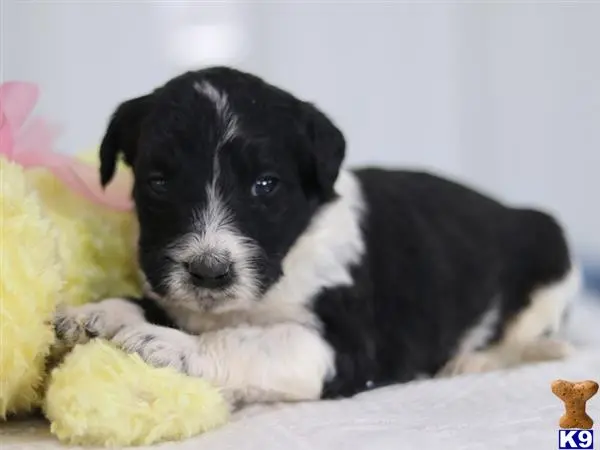 Bernedoodle puppy for sale