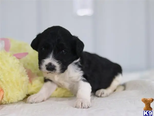 Bernedoodle puppy for sale