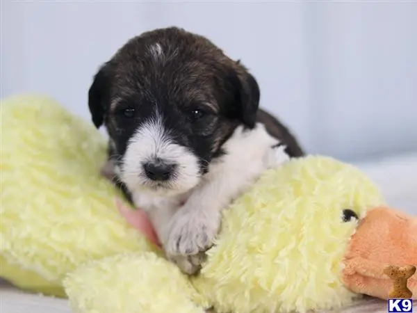 Bernedoodle puppy for sale