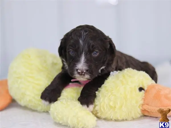 Bernedoodle puppy for sale