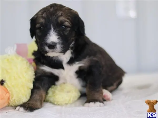 Bernedoodle puppy for sale