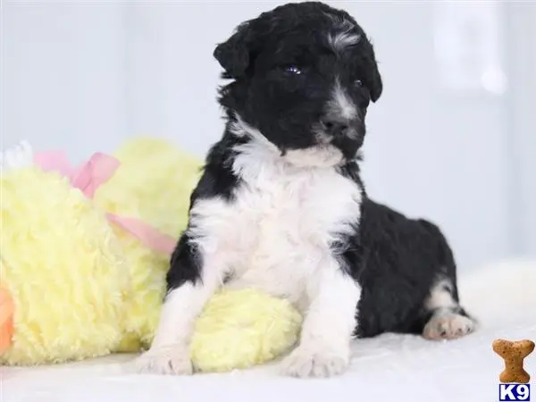 Bernedoodle puppy for sale