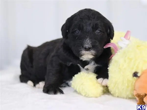 Bernedoodle puppy for sale