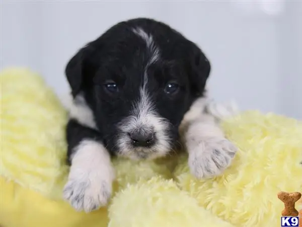 Bernedoodle puppy for sale