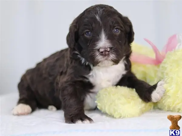 Bernedoodle puppy for sale