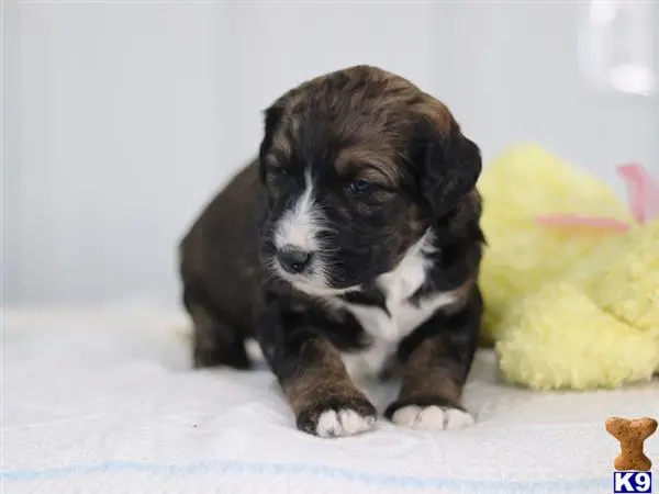 Bernedoodle puppy for sale