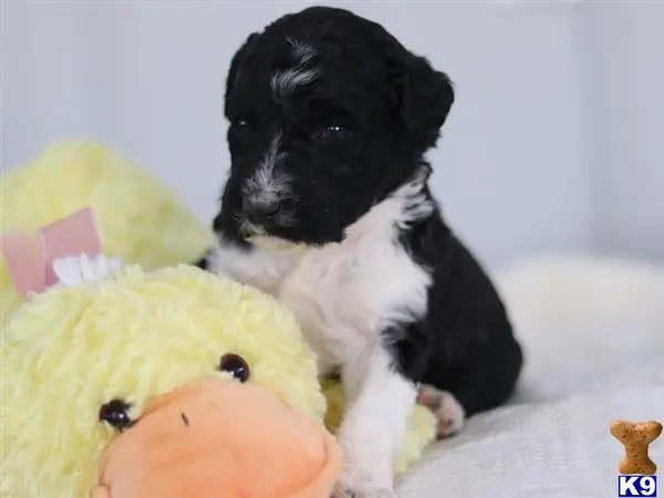 Bernedoodle puppy for sale