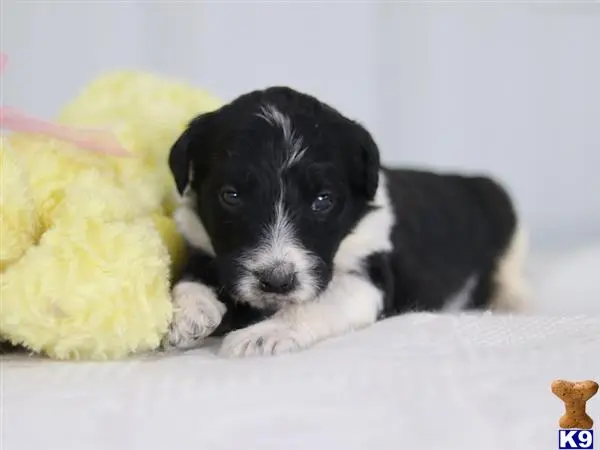 Bernedoodle puppy for sale