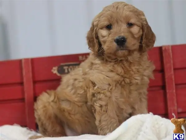 Goldendoodles puppy for sale