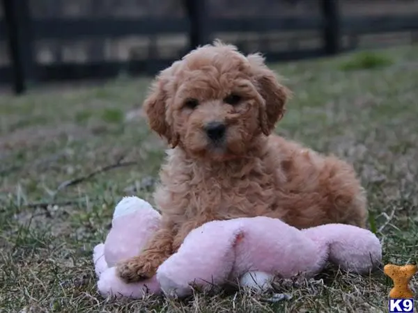 Goldendoodles puppy for sale