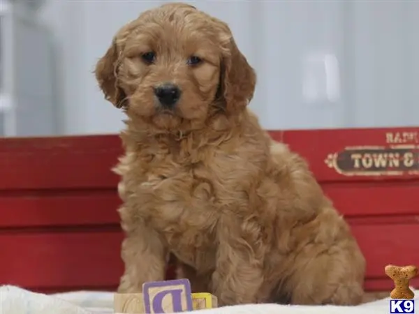 Goldendoodles puppy for sale