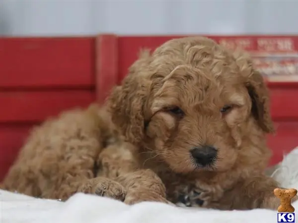 Goldendoodles puppy for sale