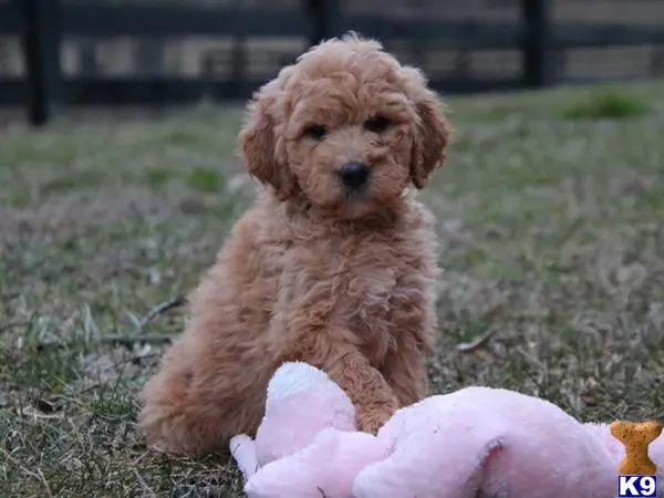 Goldendoodles puppy for sale