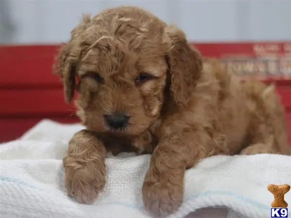 Goldendoodles puppy for sale