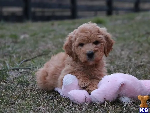 Goldendoodles puppy for sale