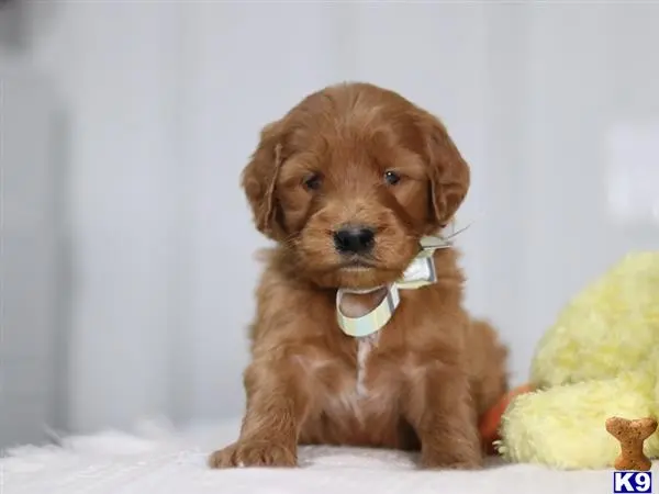 Irish Setter puppy for sale