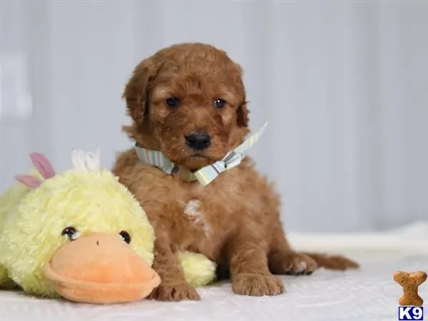 Irish Setter puppy for sale