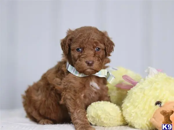 Irish Setter puppy for sale