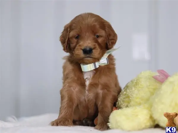 Irish Setter puppy for sale