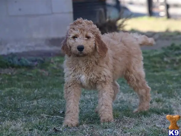 Irish Setter puppy for sale