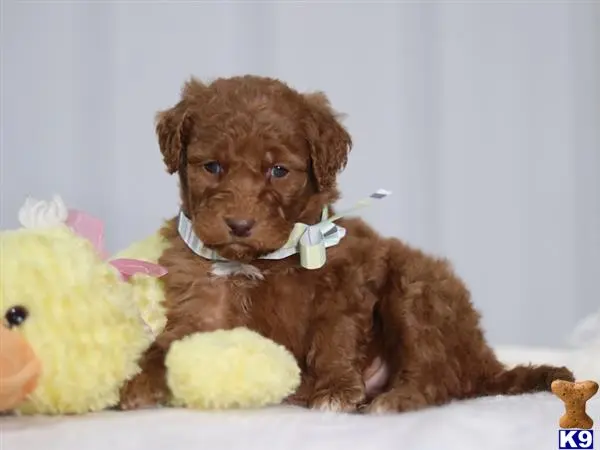 Irish Setter puppy for sale