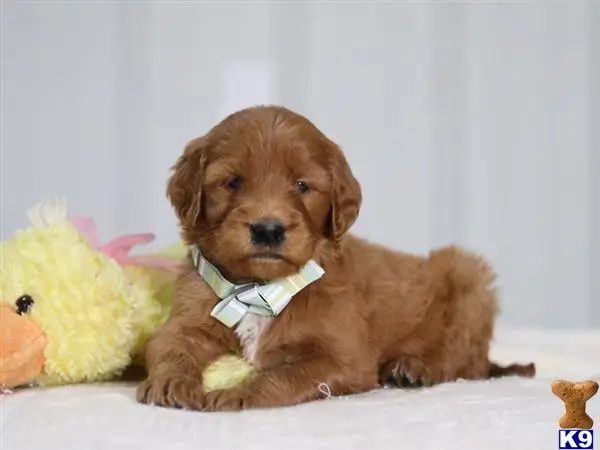 Irish Setter puppy for sale