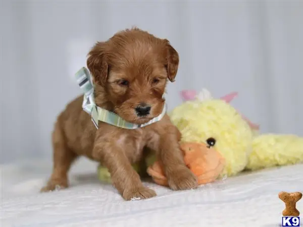 Irish Setter puppy for sale