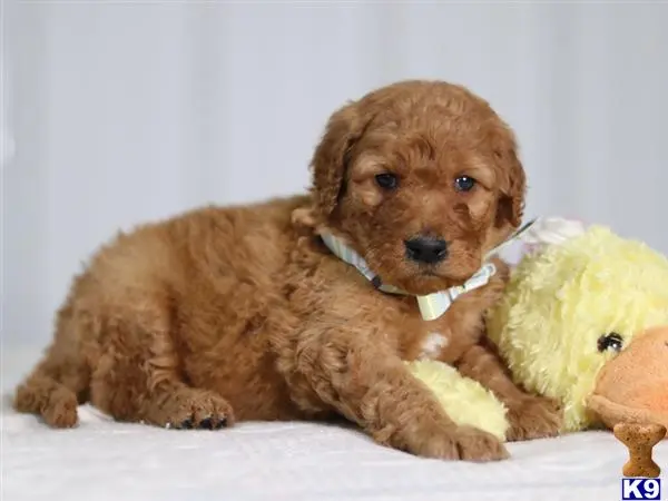 Irish Setter puppy for sale