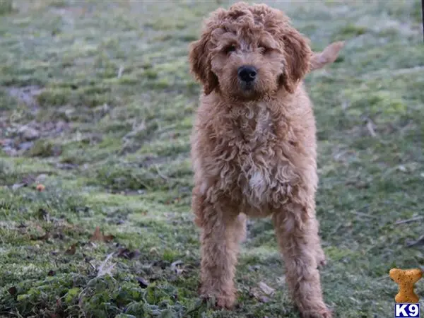 Irish Setter puppy for sale