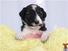 bernedoodle puppy posted by cumberlandkennels