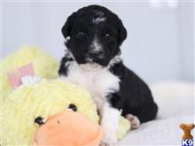 bernedoodle puppy posted by cumberlandkennels