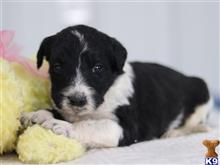 bernedoodle puppy posted by cumberlandkennels