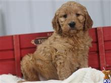 goldendoodles puppy posted by cumberlandkennels