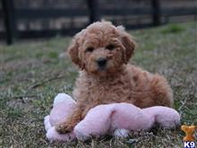 goldendoodles puppy posted by cumberlandkennels