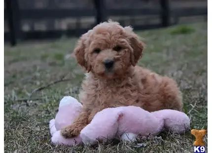 a goldendoodles dog sitting on the ground