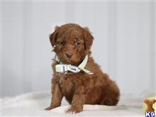 irish setter puppy posted by cumberlandkennels