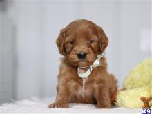 irish setter puppy posted by cumberlandkennels