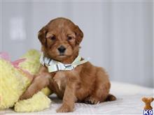 irish setter puppy posted by cumberlandkennels