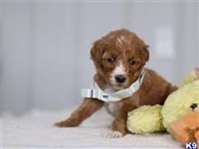 irish setter puppy posted by cumberlandkennels