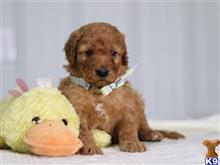 irish setter puppy posted by cumberlandkennels