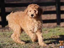 irish setter puppy posted by cumberlandkennels