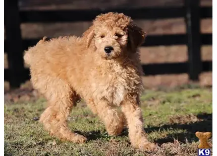 Irish Setter