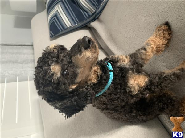 a poodle dog lying on its back