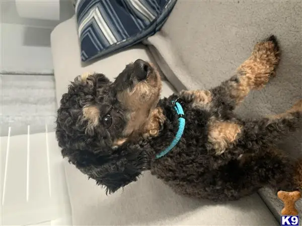 Poodle stud dog: a poodle dog lying on its back