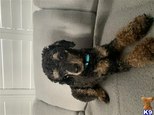 Poodle stud dog: a poodle dog lying on the floor