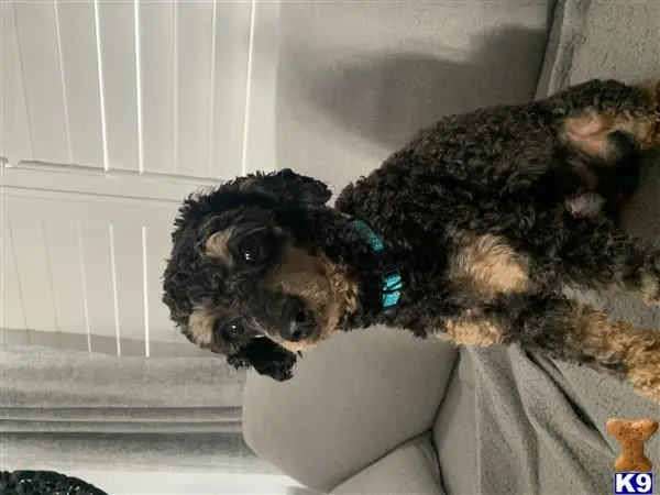 Poodle stud dog: a poodle dog lying on a couch