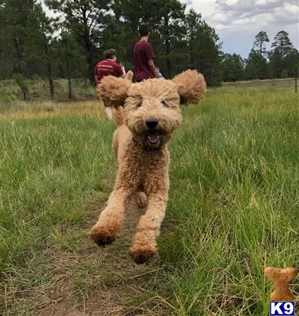 Goldendoodles stud dog