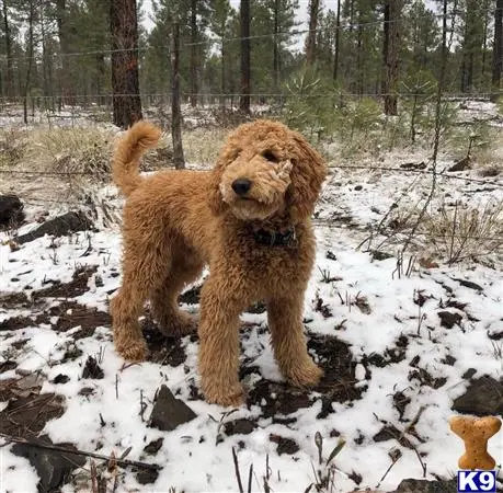 Goldendoodles stud dog